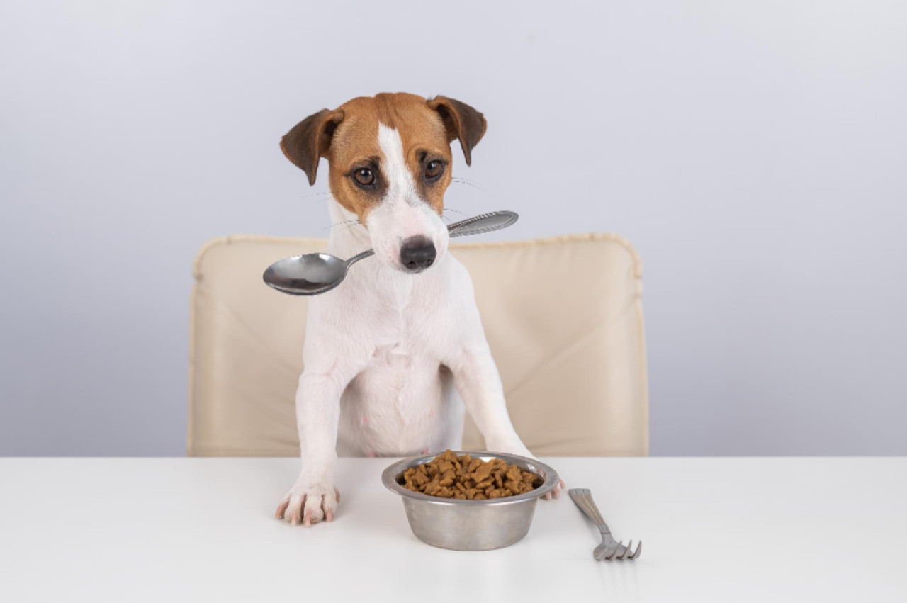 Alimentación de las mascotas. Foto: Freepik