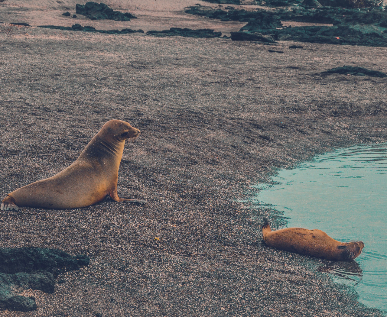 Foca. Fuente: Unsplash.