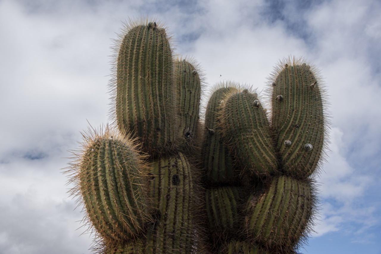 Parque Nacional Los Cardones. Foto. Argentina.gob.ar