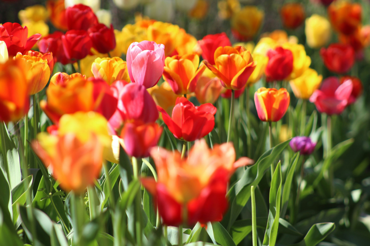 Tulipanes. Foto: Unsplash