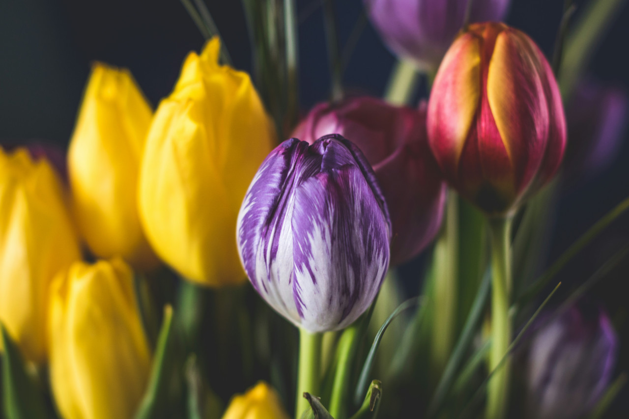 Tulipanes. Foto: Unsplash