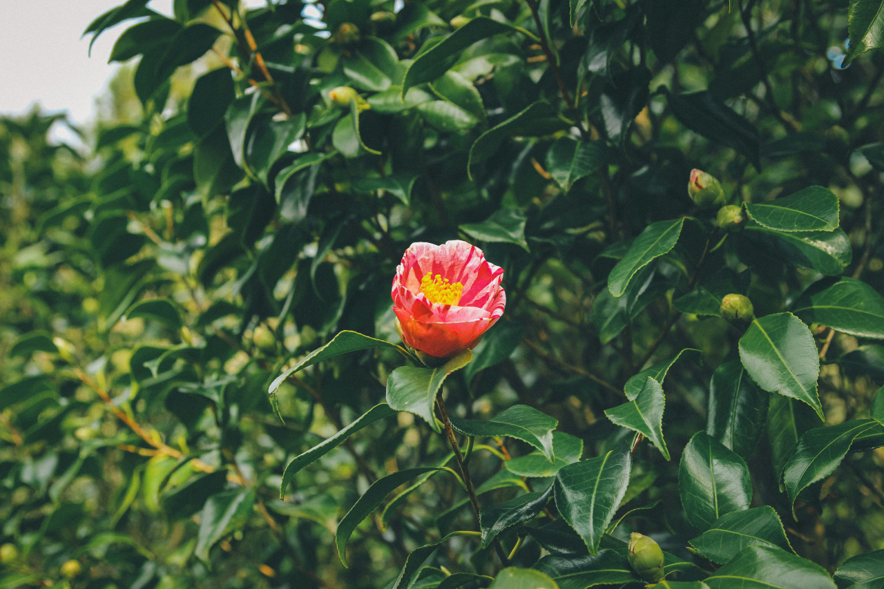 Camelia, flor. Foto: Unsplash