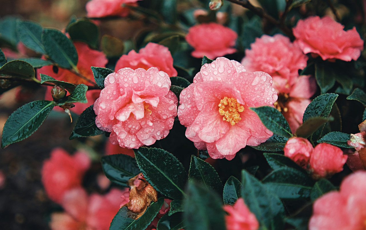 Camelia, flor. Foto: Unsplash