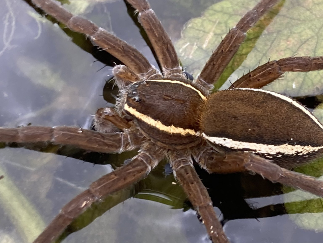 Resurge la araña pantano en Reino Unido. Foto: X @choquei