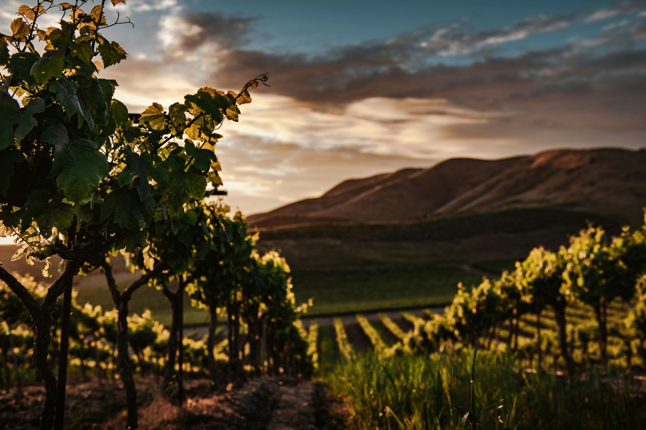 Viñedo; vino. Foto: Unsplash.