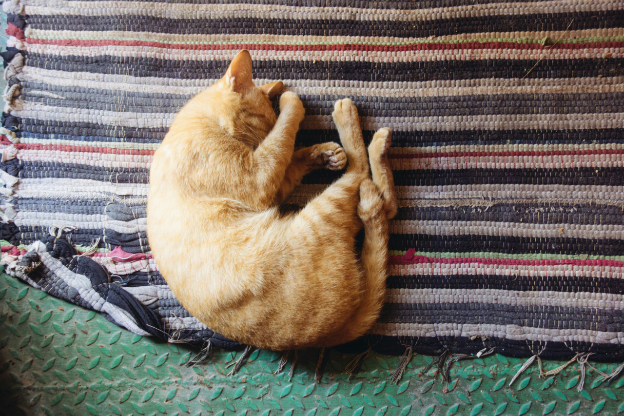 Gato; felino; mascota. Foto: Unsplash.