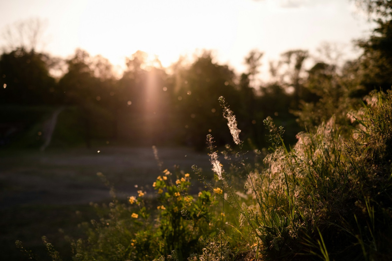 Alergia; polen. Foto: Unsplash.