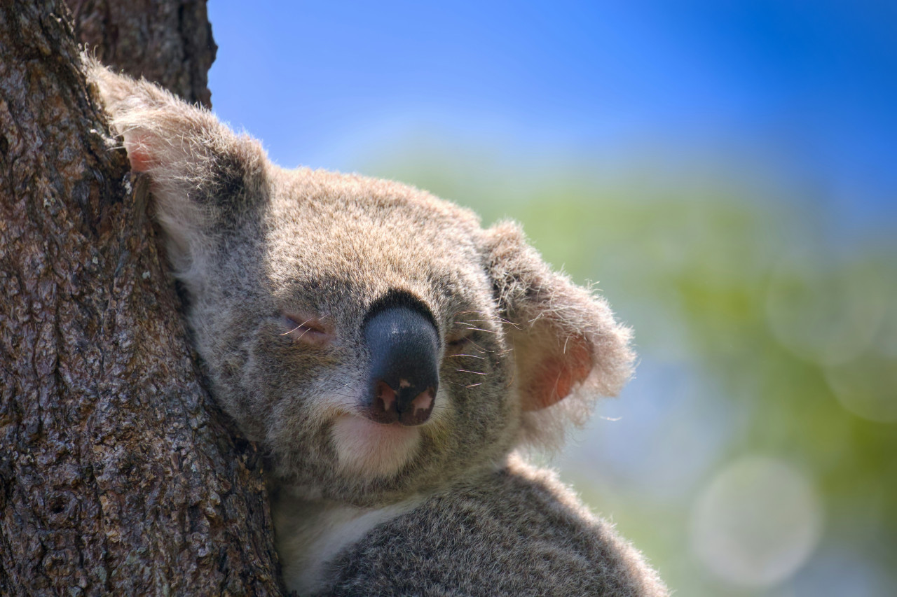 Koalas. Foto: Unsplash