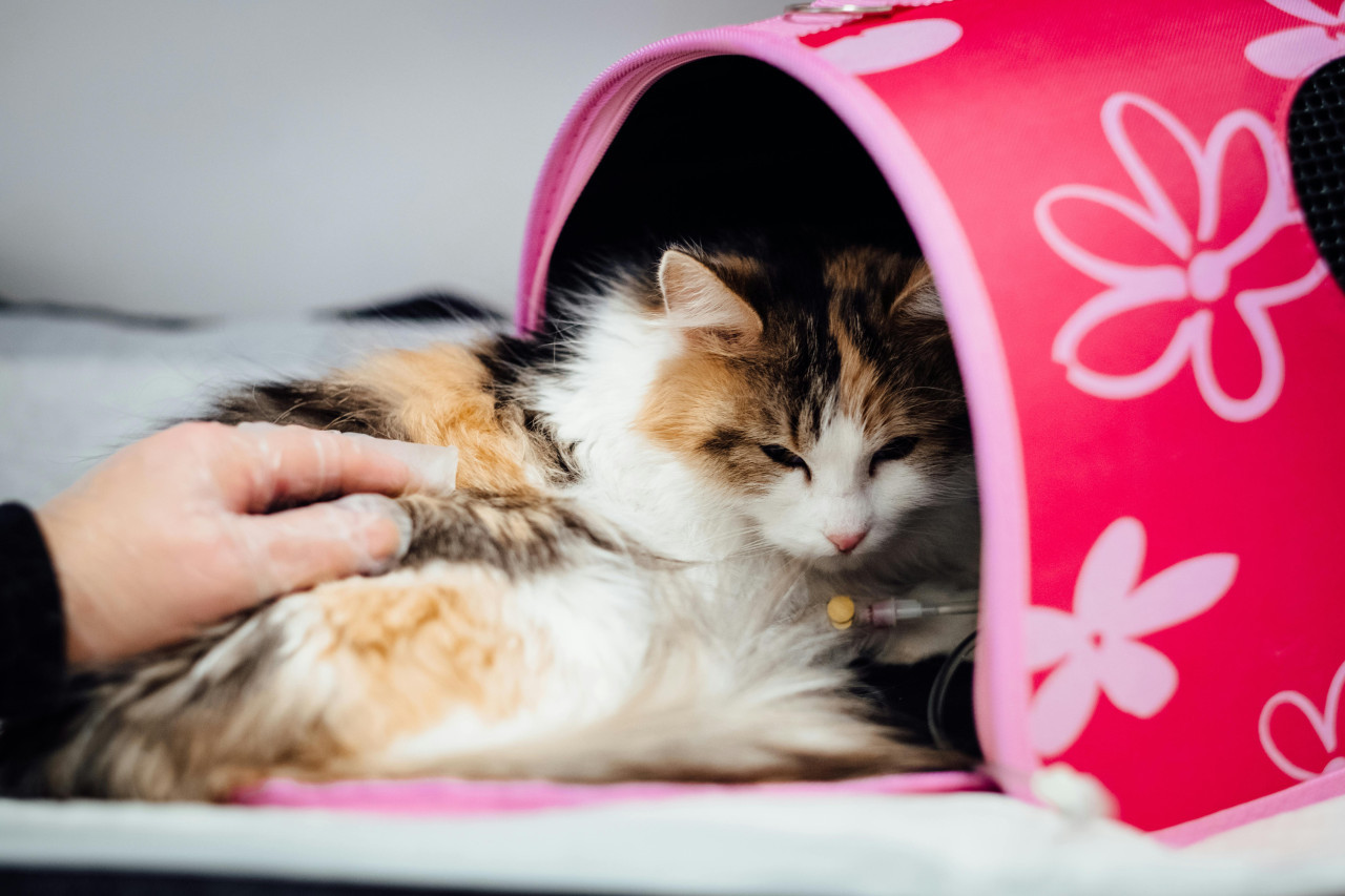 Gato en el veterinario. Foto: Unsplash.