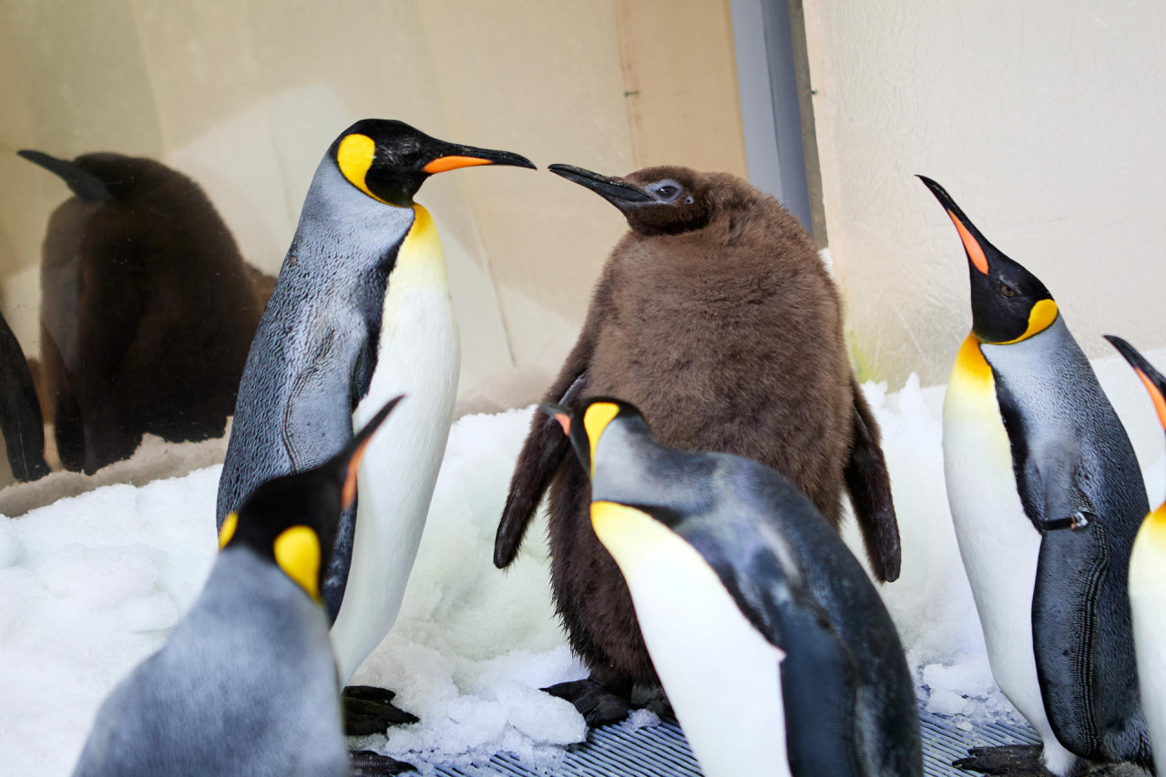 Pesto, el gigante pingüino glotón que asombra a los australianos. Foto: EFE.