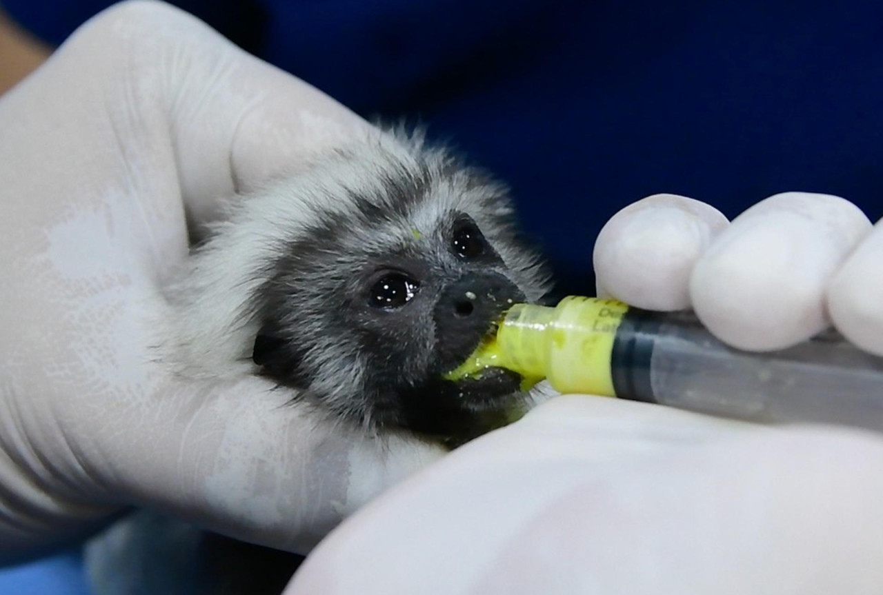 Mono Tití cabeciblanco (Saguinus Oedipus) de Colombia. Foto: EFE.