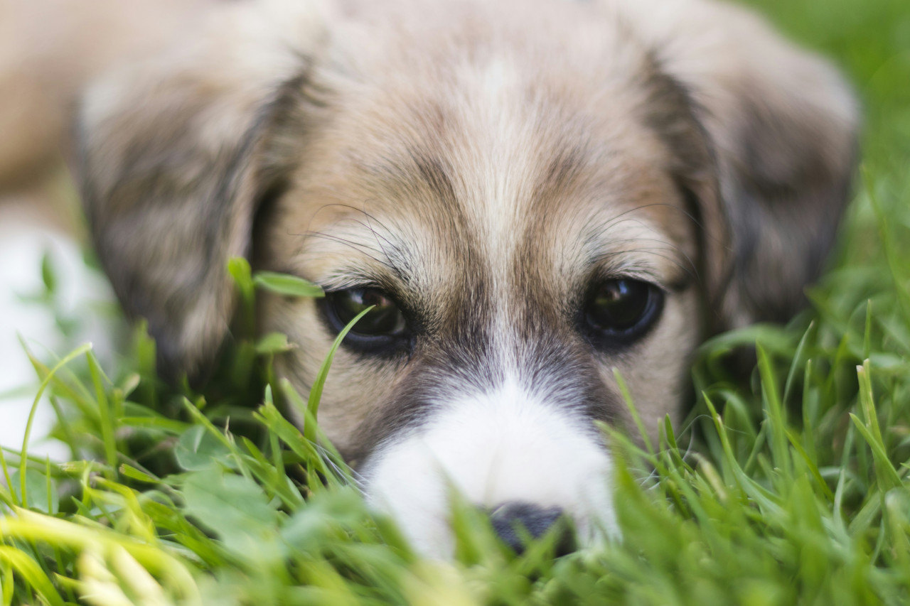 Perro; mascota. Foto: Unsplash