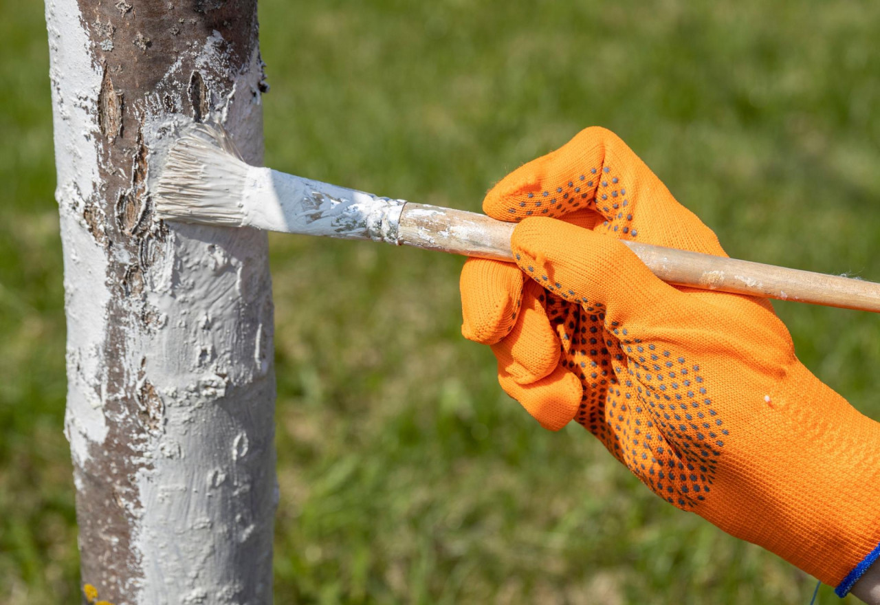 Árbol; pintura blanca. Foto: Gentileza EcoInventos.