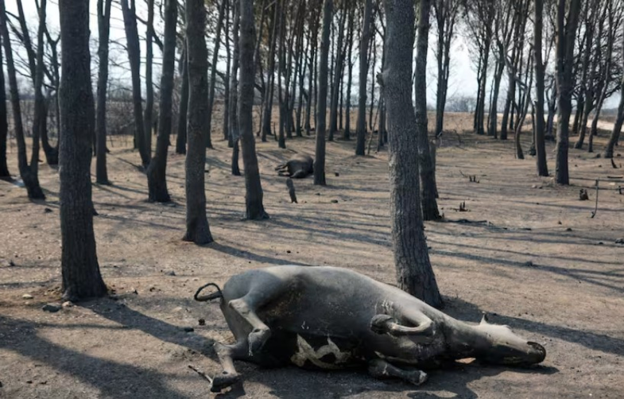 Incendios en Córdoba 2024. Foto: Augusto Famulari