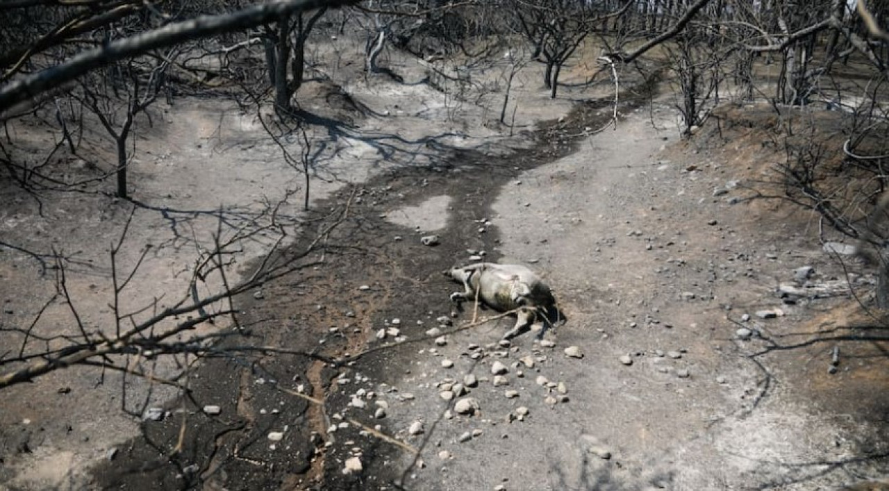 Incendios en Córdoba 2024. Foto: Augusto Famulari