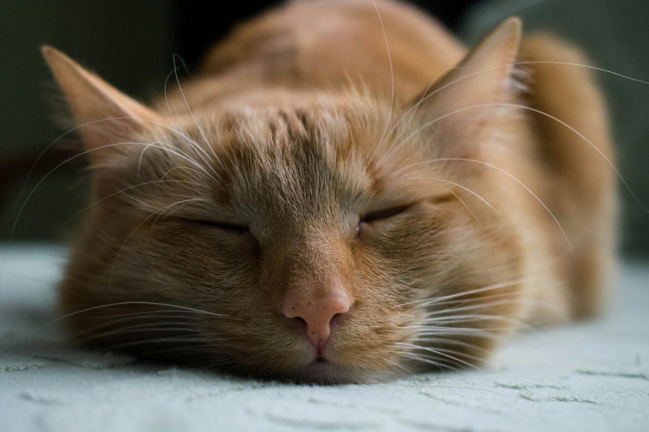 Gatos; dormir; sueño. Foto: Unsplash.