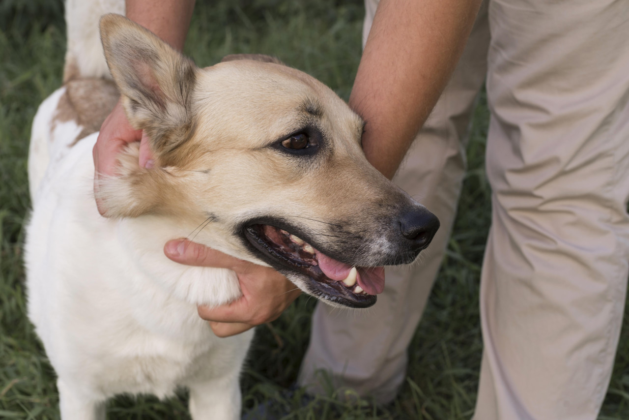 Perro, mascota. Foto: Unsplash.