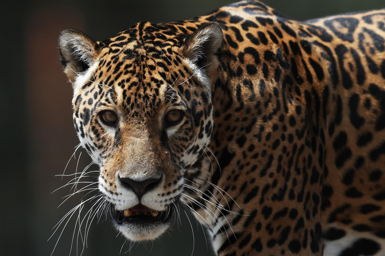 Yaguares en Bolivia. Foto: EFE.