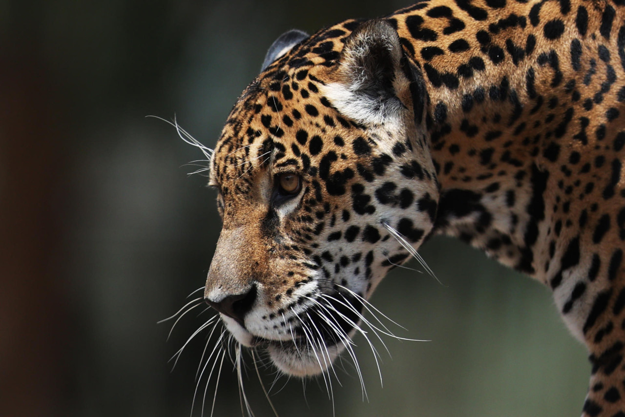 Yaguares en Bolivia. Foto: EFE.