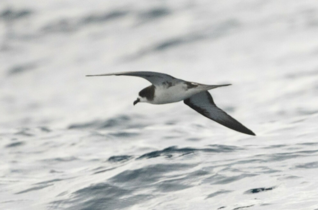 Petrel ecuatoriano (pterodroma phaeopygia). Foto: ArgentiNat.