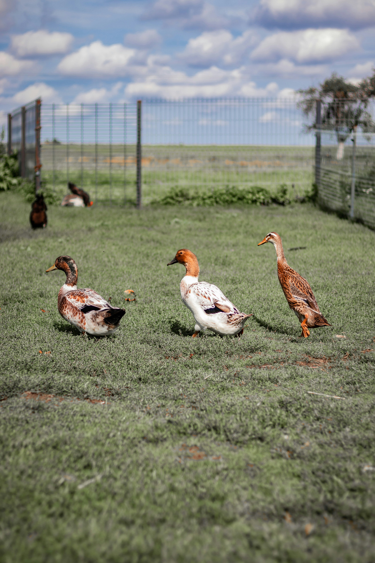 Patos. Foto: Unsplash.