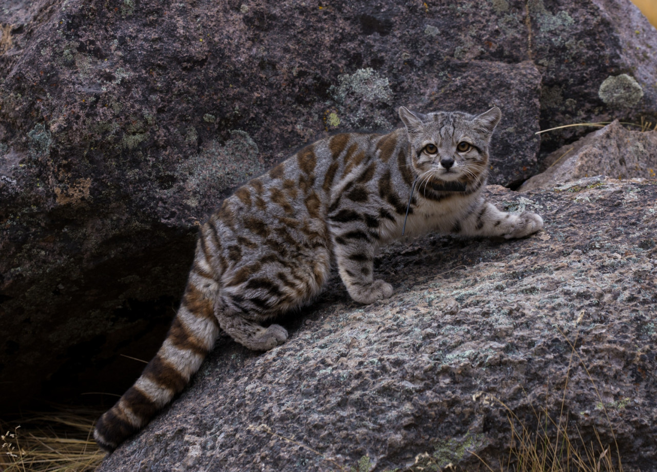 Gato Andino. Fuente: WCS Argentina