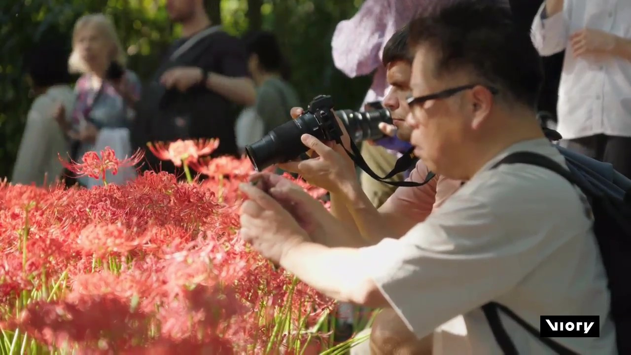 Millones de lirios arañas florecieron en Japón. Foto: Captura de video/Viory.