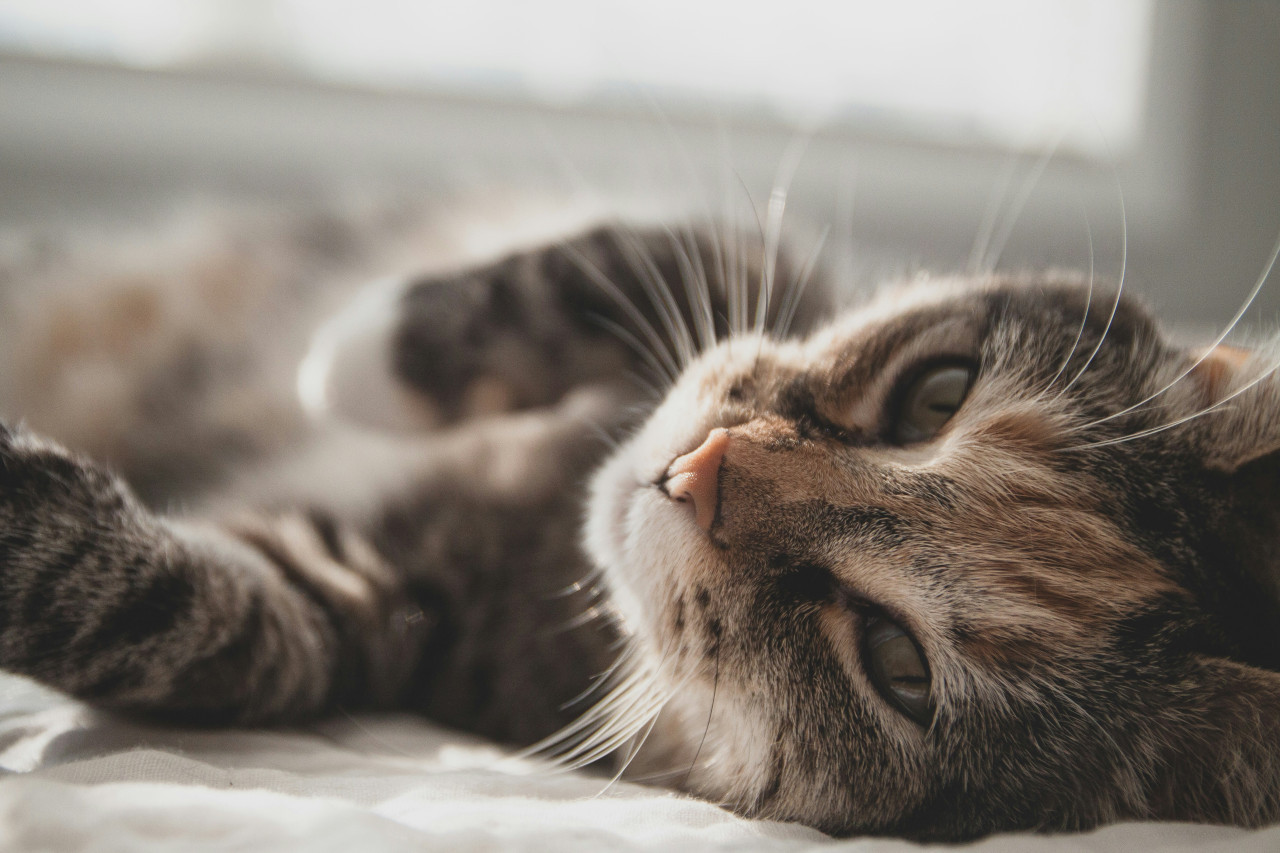 Gato; felino; mascota. Foto: Unsplash.