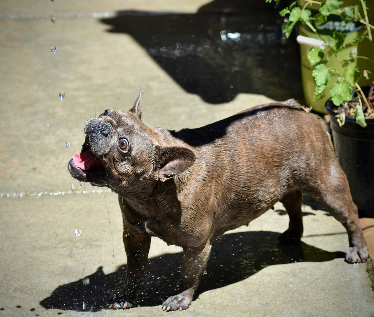 Perro, perros, mascota. Foto: Unsplash