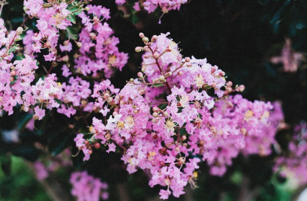 Lagerstroemia, árbol. Foto: Freepik