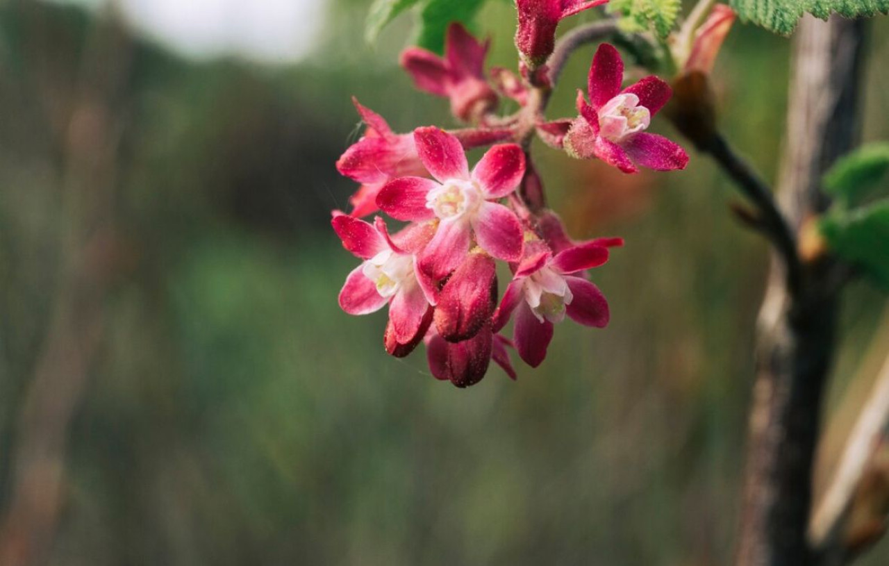 Lagerstroemia, árbol. Foto: Freepik