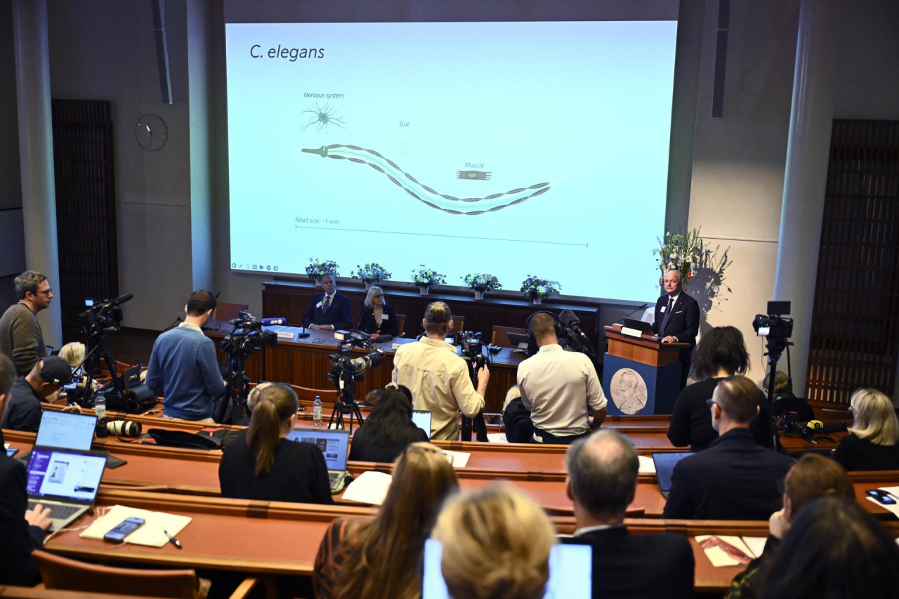 Gary Ruvkun y  Víctor Ambros ganaron el Premio Nobel de Fisiología o Medicina 2024. Foto: EFE.