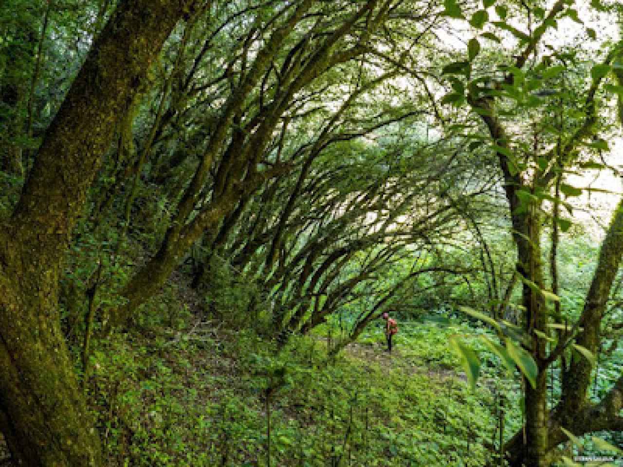 Bosque de Arrayanes, Catamarca. Foto: Geografía de Catamarca.