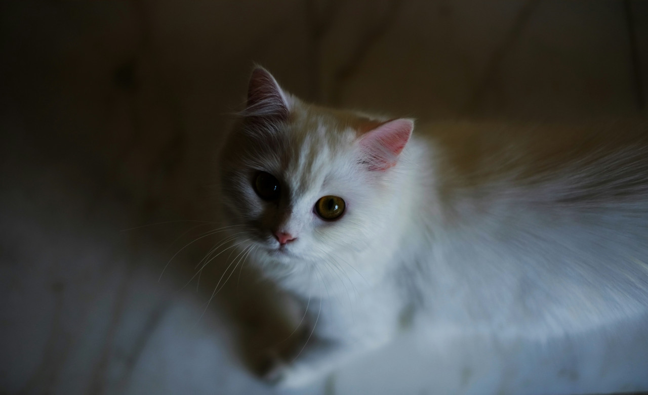 Gato blanco. Foto: Unsplash.