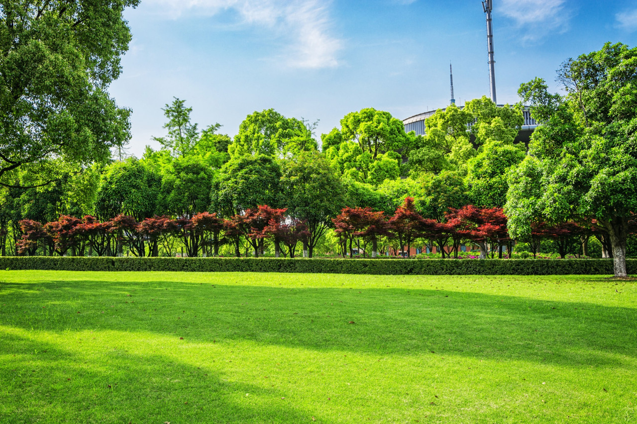 Pasto, cesped, jardín. Foto Freepik