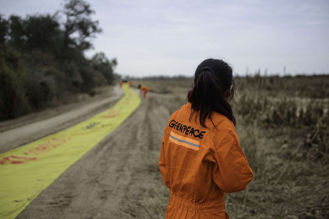 Desmonte en Salta. Foto: Gentileza Greenpeace.