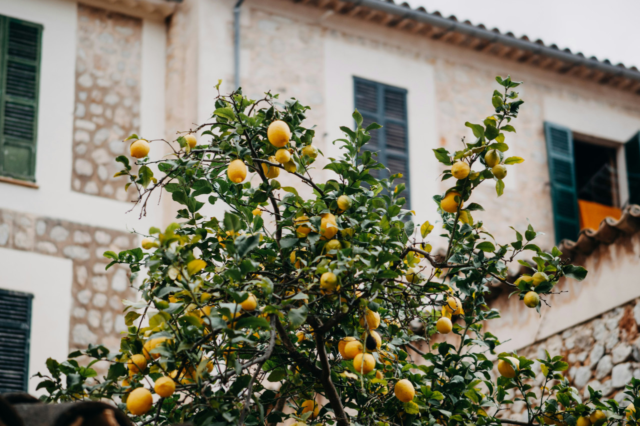 Limonero. Foto: Unsplash