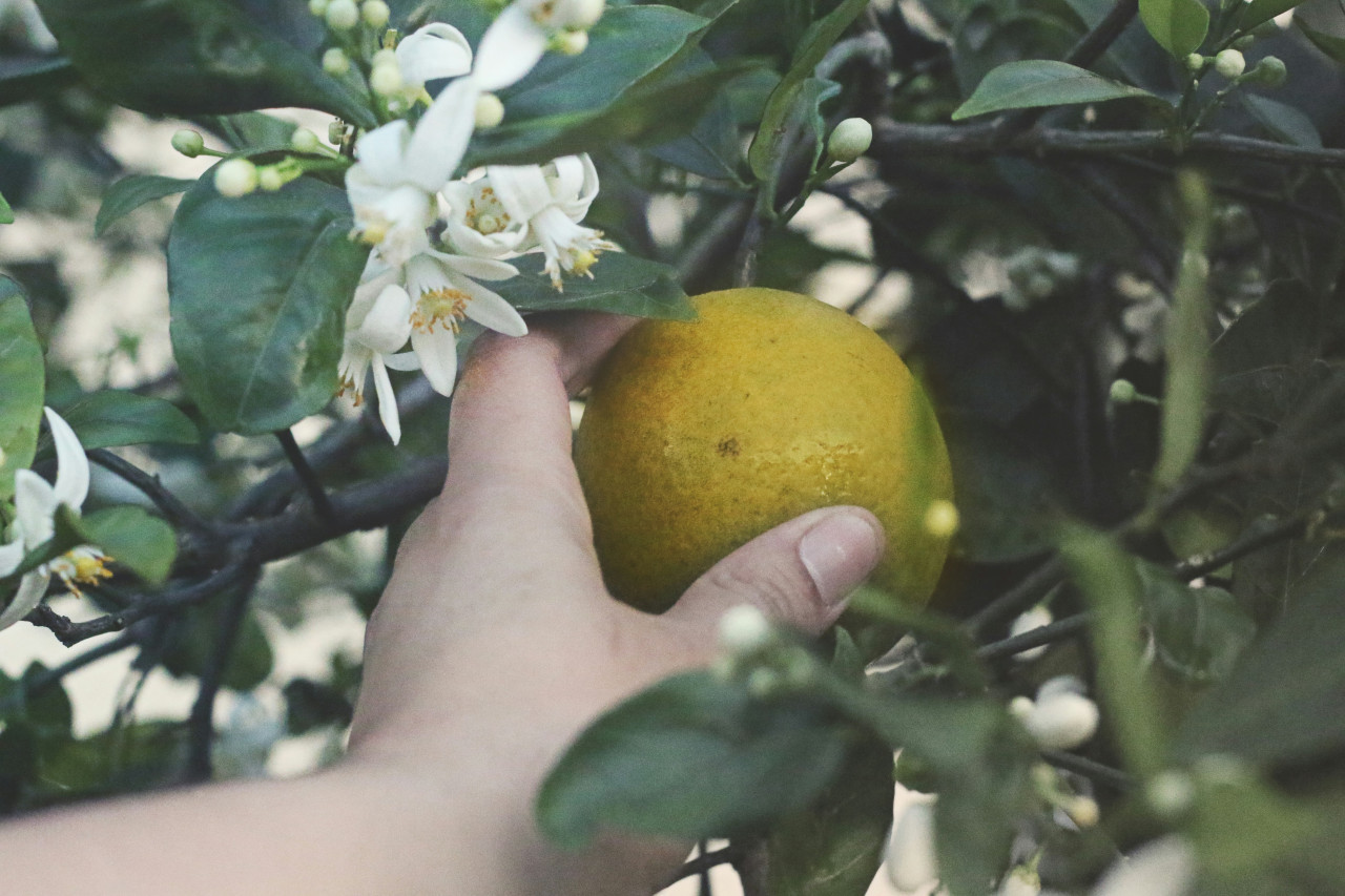 Limonero. Foto: Unsplash