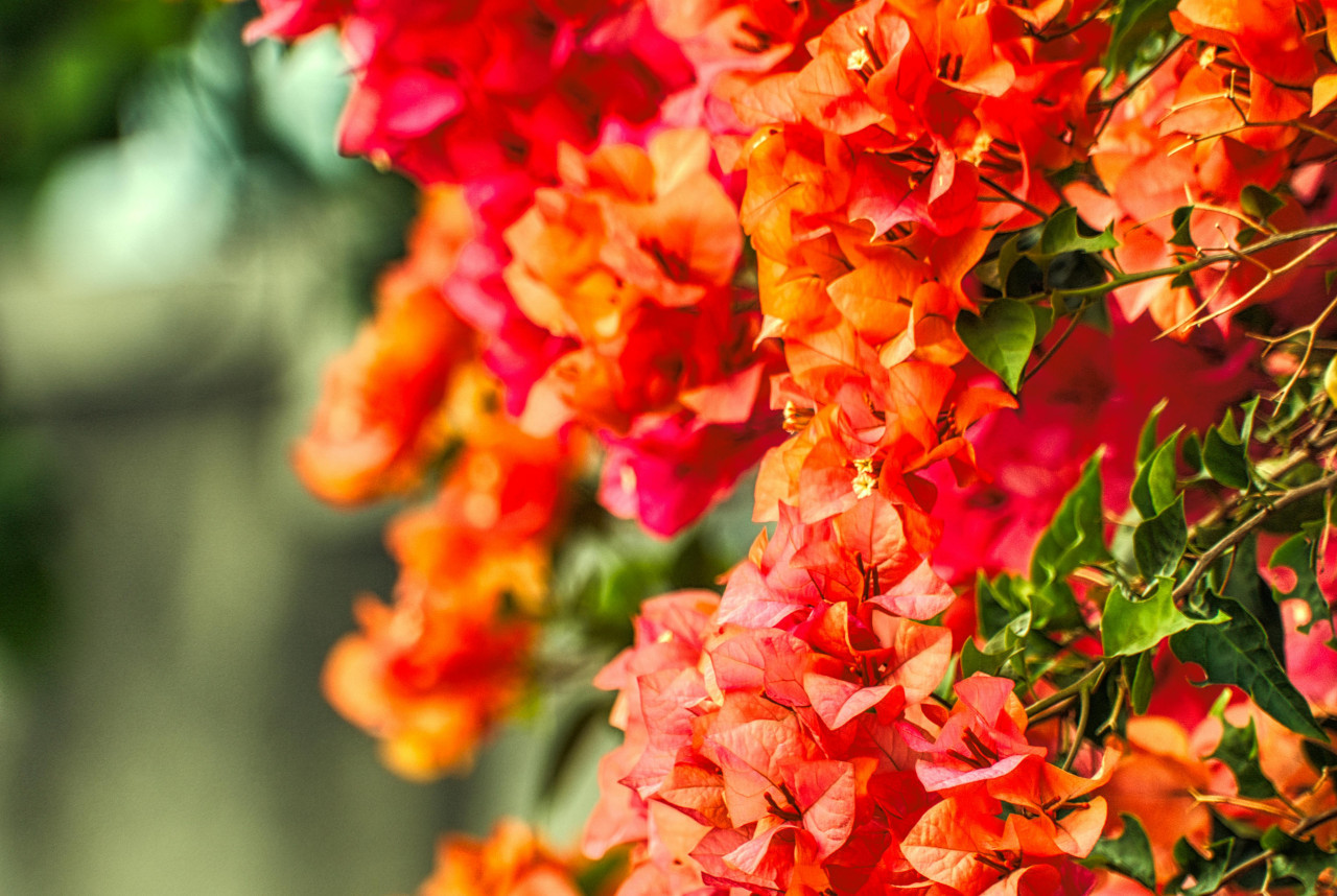 Flores de la planta Santa Rita. Foto: Pexels.