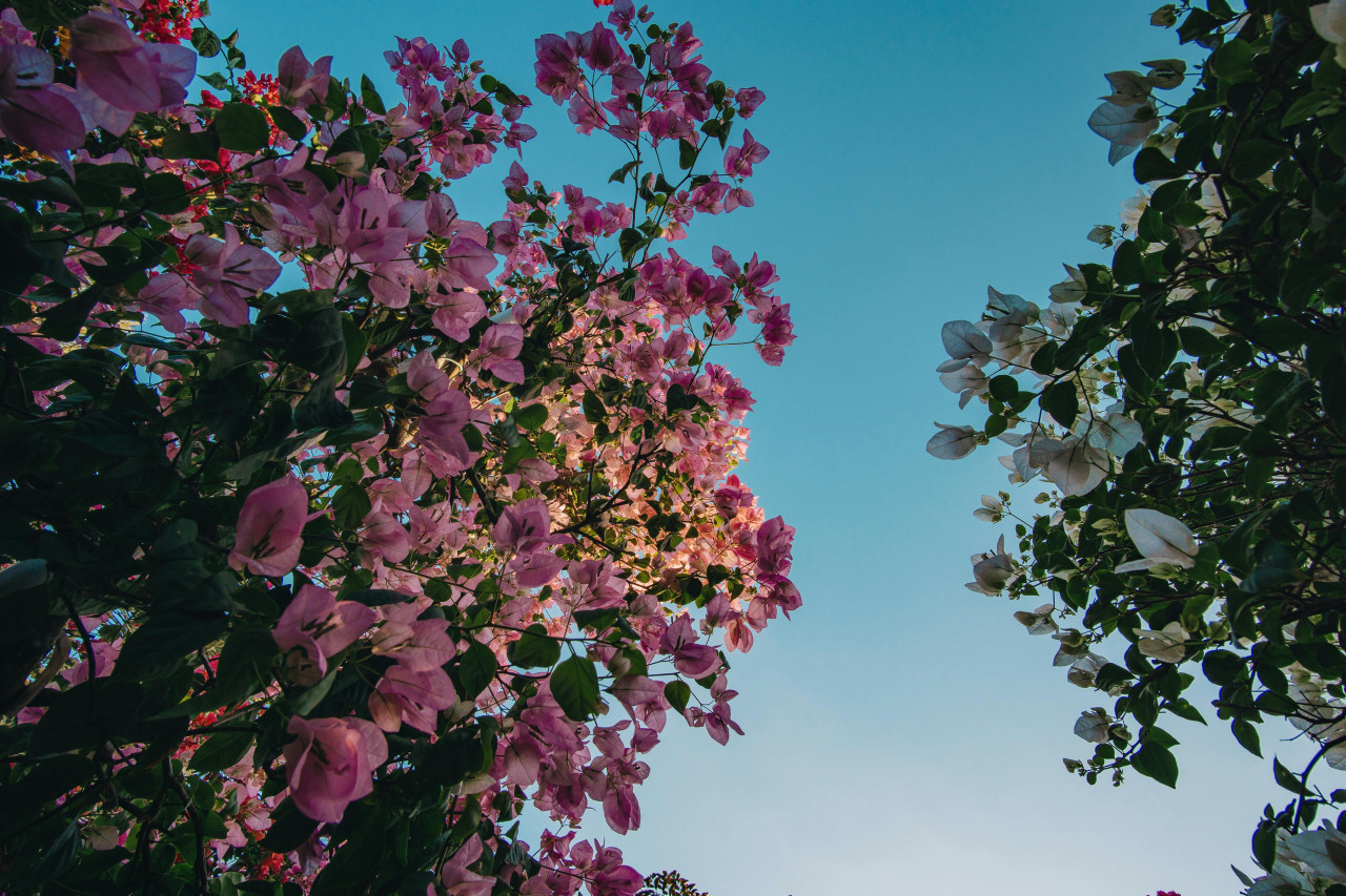 Flores de la planta Santa Rita. Foto: Pexels.