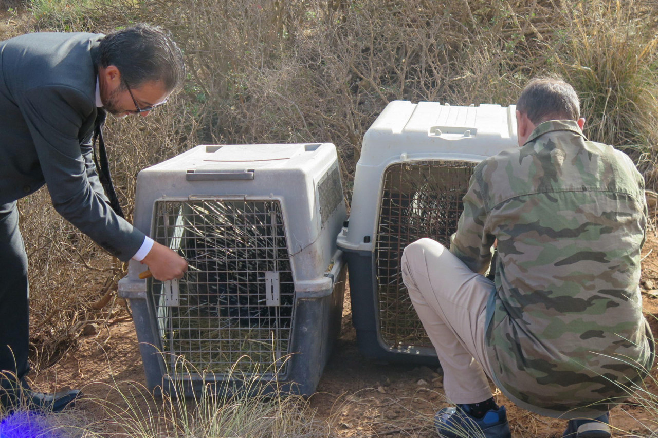 Liberación de animales en una zona protegida de Marruecos. Foto: EFE/ Fatima Zohra Bouaziz.