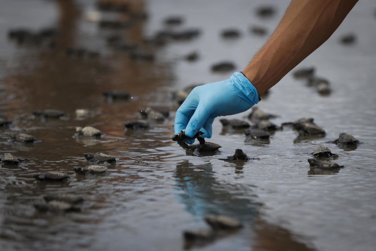 Tortugas loras. Foto: EFE.