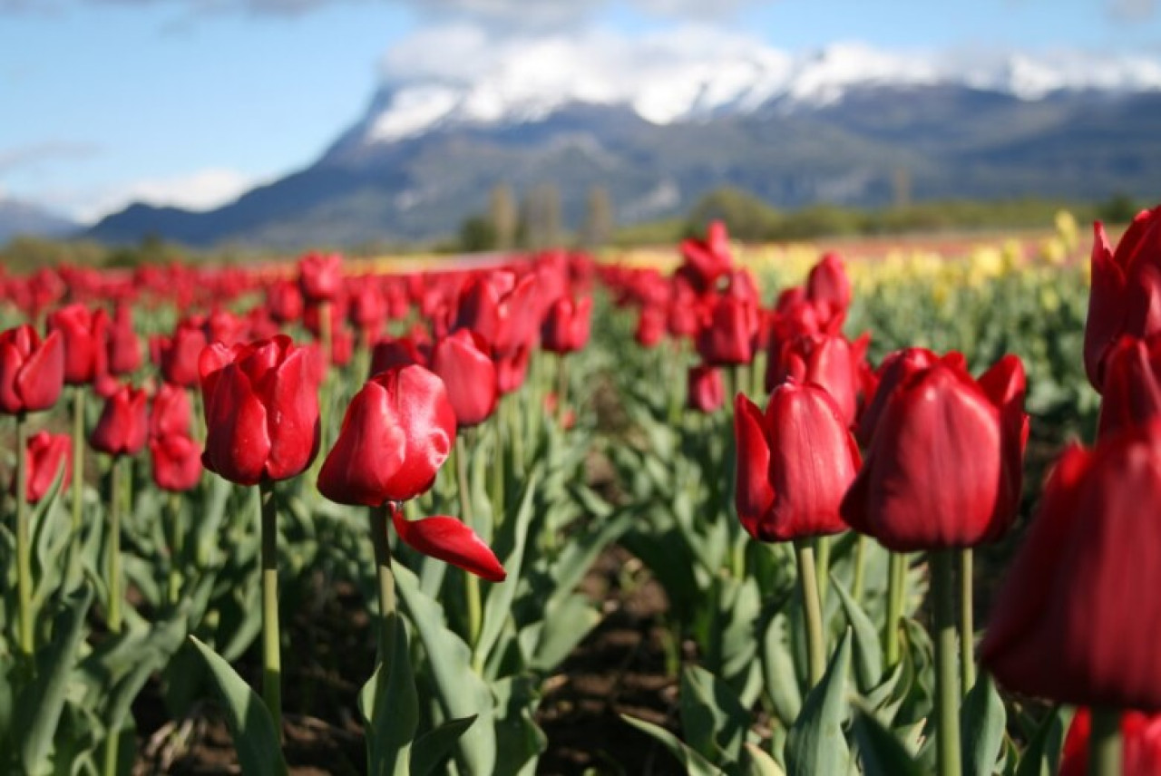 El Campo de Tulipanes en la Patagonia. Foto: Turismo Trevelin