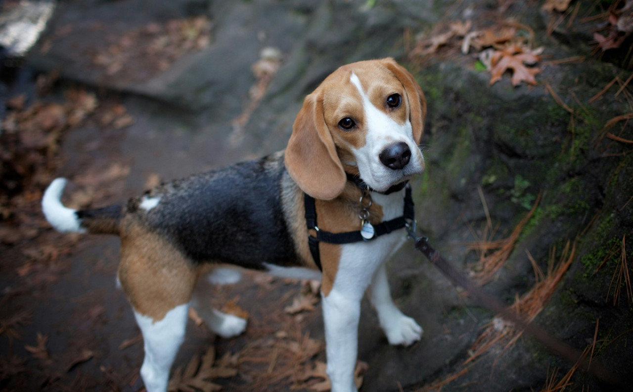 Beagle; perro; mascota. Foto: Unsplash.