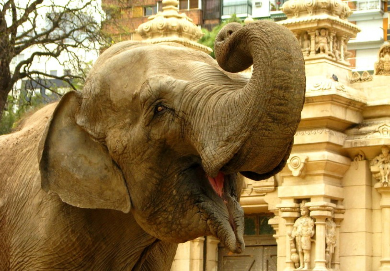 Murió Kuki, una de las elefantas del EcoParque de Buenos Aires. Foto: X