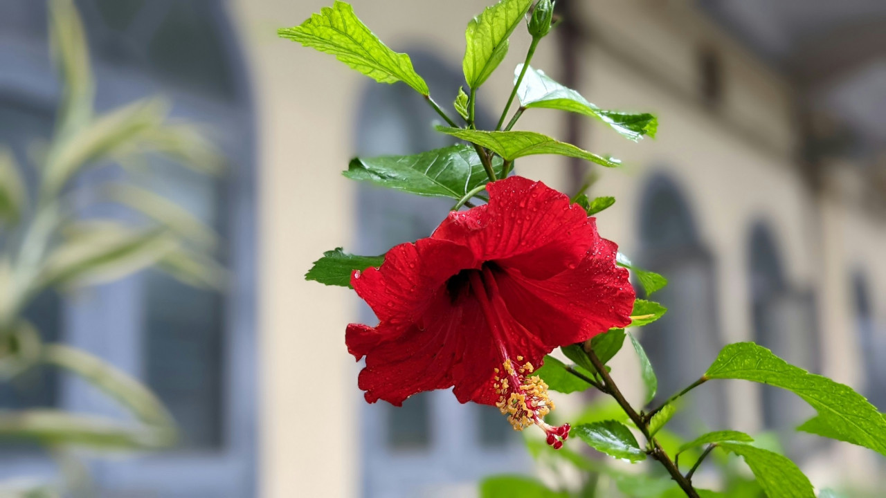 Rosa China o Hibisco. Foto Unsplash