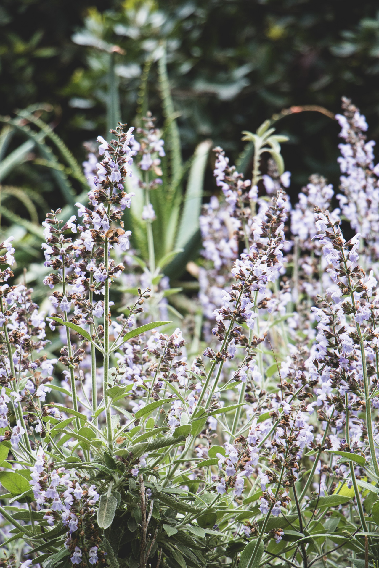 Lavanda. Foto Freepik