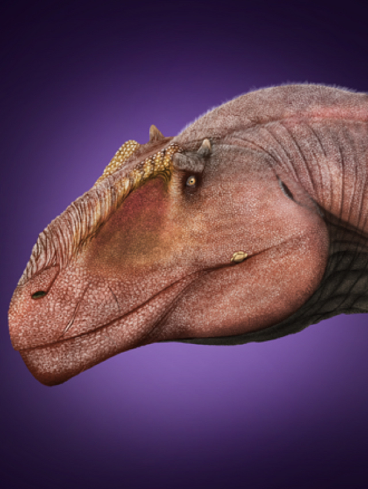 Taurovenator violantei. Foto: Wikipedia.