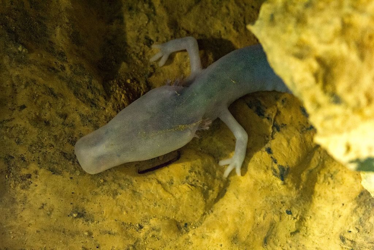 Salamandra proteo. Foto: Wikipedia/ Javier Ábalos Álvarez .