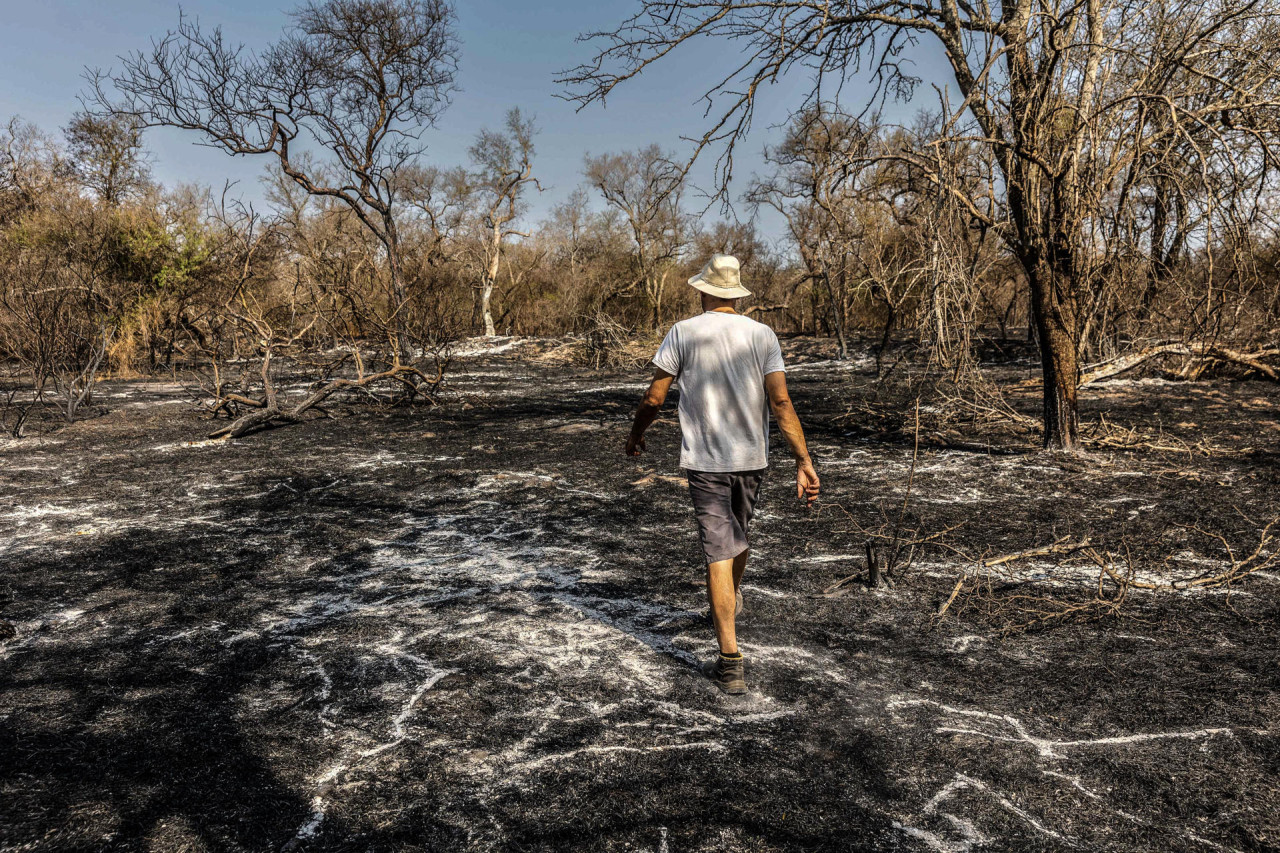 El Gran Chaco argentino agoniza por la deforestación masiva e ilegal. Foto: EFE.